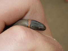 Diadophis punctatus modestus