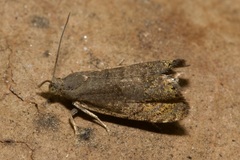 Dichrorampha plumbana