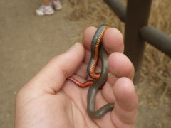 Diadophis punctatus modestus