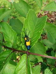 Desmocerus palliatus