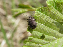 Rhacognathus punctatus