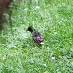 Sturnus vulgaris