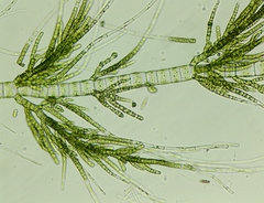 Draparnaldia mutabilis