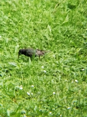 Sturnus vulgaris