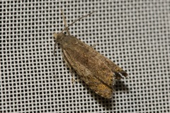 Dichrorampha plumbana