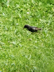 Sturnus vulgaris