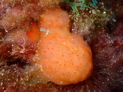 Pseudodistoma cyrnusense