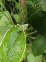 Lasius