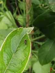 Lasius