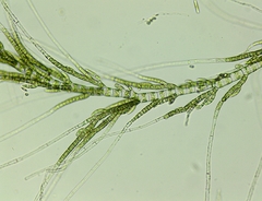 Draparnaldia mutabilis