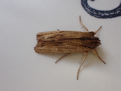 Lithophane semibrunnea