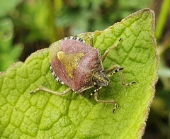 Dolycoris baccarum