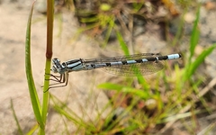 Enallagma cyathigerum