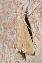 Pseudobissetia terrestrellus