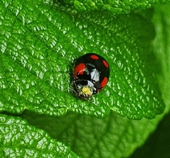 Adalia bipunctata