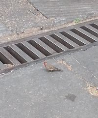 Haemorhous mexicanus