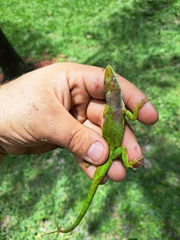 Anolis chlorocyanus