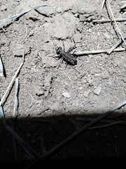 Cicindela ocellata ocellata