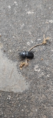Dorcus parallelipipedus