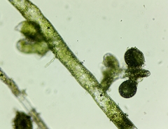 Vaucheria geminata
