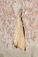 Pseudobissetia terrestrellus