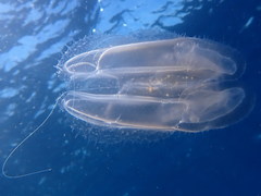 Leucothea multicornis