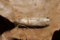 Trachonitis cristella