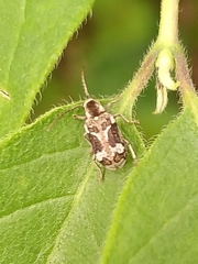 Ptinomorphus imperialis