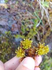 Sphagnum inundatum