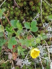 Potentilla gelida