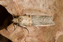 Trachonitis cristella