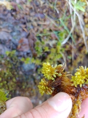 Sphagnum inundatum