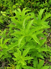 Filipendula rubra
