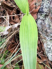 Sobralia macrantha