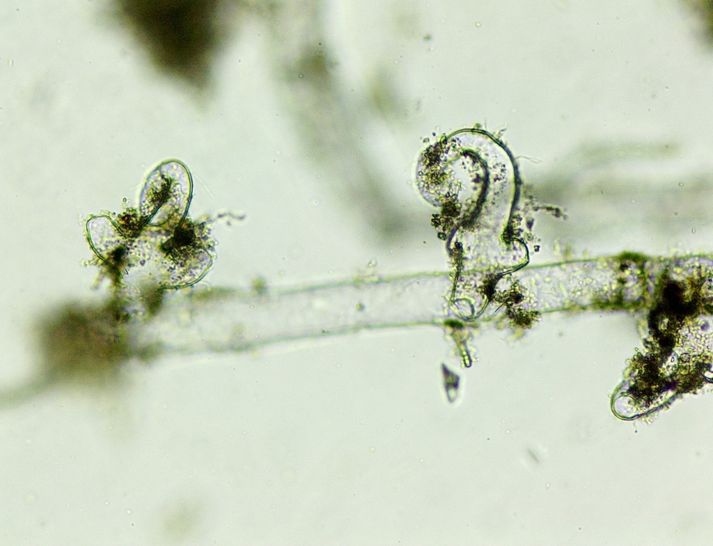 Vaucheria geminata