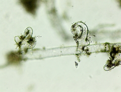 Vaucheria geminata