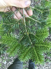 Abies cilicica