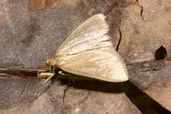 Evergestis aenealis