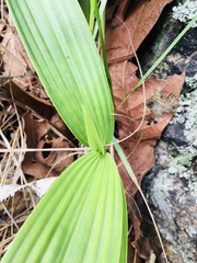 Sobralia macrantha