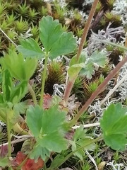 Potentilla gelida