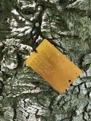Abies cilicica