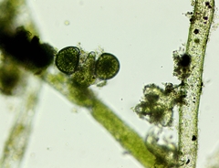 Vaucheria geminata