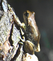 Sarcohyla hapsa