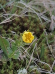 Potentilla gelida
