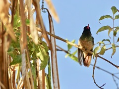 Basilinna xantusii