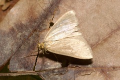 Evergestis aenealis