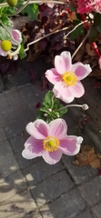 Eriocapitella hupehensis