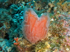 Aplidium tabarquensis
