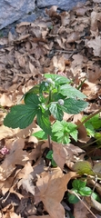 Eriocapitella hupehensis