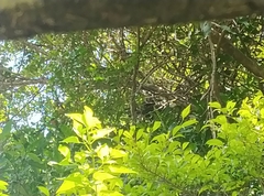 Semnopithecus johnii